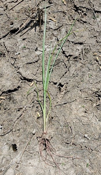 Figure 2. Young white margin sedge plant with commonly observed red roots. Figure 2. Young white margin sedge plant with commonly observed red roots.