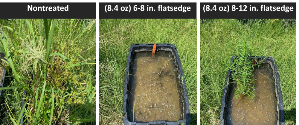 3 images comparing rougue flatsedge control. From left to right showing nontreated, (8.4 pz) 6-8 in. flatsedge, (8.4 oz) 8-12 in. flatsedge