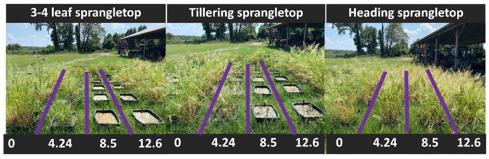3 images comparing Rogue Sprangletop Control methods. From left to right the first showing 3-4 leaf sprangletop, tillering sprangletop, and heading sprangletop