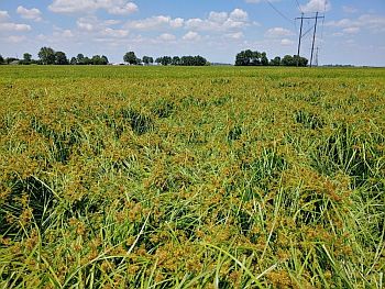 Figure 1. White margin or white-edge sedge (Cyperus flavicomus) growing over and taking down rice in a NE Arkansas field in 2019.