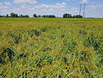 Figure 1. White margin or white-edge sedge (Cyperus flavicomus) growing over and taking down rice in a NE Arkansas field in 2019. Figure 1. White margin or white-edge sedge (Cyperus flavicomus) growing over and taking down rice in a NE Arkansas field in 2019.