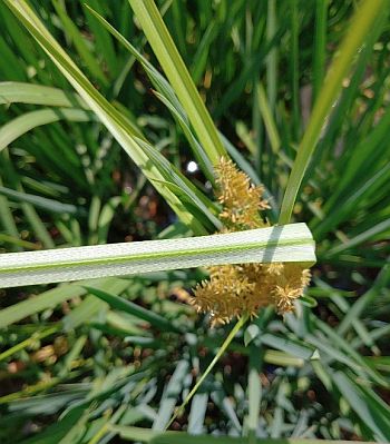 Figure 3. Characteristic white underside and green midvein of white margin sedge leaves. Figure 3. Characteristic white underside and green midvein of white margin sedge leaves.