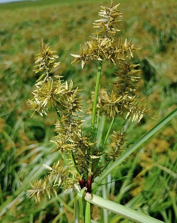 Figure 4. Seedhead of white margin sedge. Figure 4. Seedhead of white margin sedge.