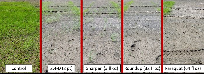 Figure 5. On-farm burndown herbicide demonstration conducted in 2020 on white margin sedge near Light, AR. White margin sedge was two inches in height when sprayed. Figure 5. On-farm burndown herbicide demonstration conducted in 2020 on white margin sedge near Light, AR. White margin sedge was two inches in height when sprayed.