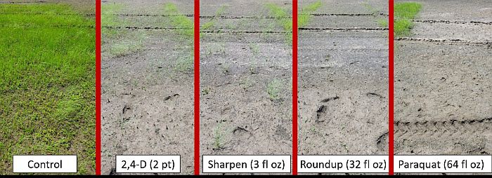 Figure 5. On-farm burndown herbicide demonstration conducted in 2020 on white margin sedge near Light, AR. White margin sedge was two inches in height when sprayed.