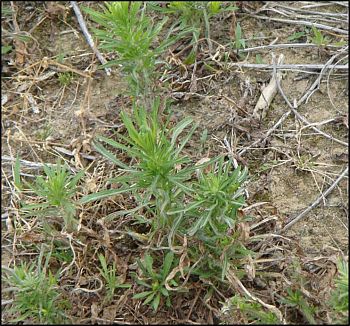 Horseweed (marestail) not controlled and bolting in an Arkansas crop production field.