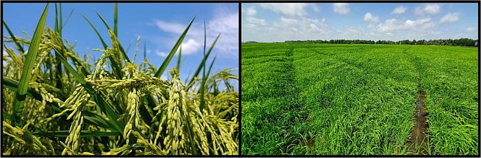 Picture of heading rice and a field of herbicide-resistant barnyardgrass in rice.