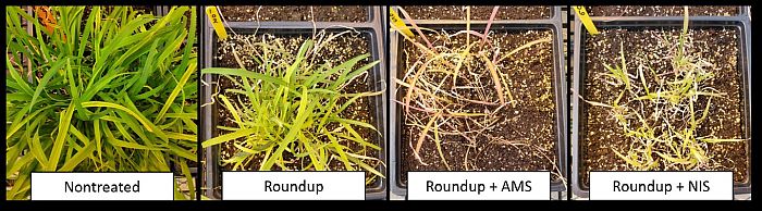 Control of barnyardgrass in the greenhouse using a half rate (11 fl oz/acre) of Roundup PowerMax plus no adjuvant, AMS, and NIS. Control of barnyardgrass in the greenhouse using a half rate (11 fl oz/acre) of Roundup PowerMax plus no adjuvant, AMS, and NIS.