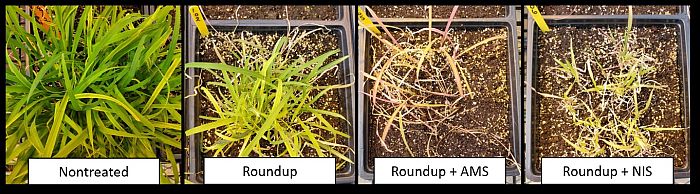 Control of barnyardgrass in the greenhouse using a half rate (11 fl oz/acre) of Roundup PowerMax plus no adjuvant, AMS, and NIS.