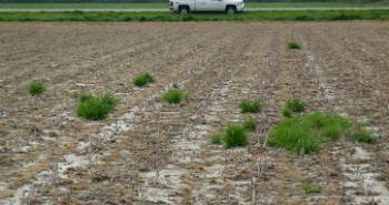 Ryegrass clumps in a field