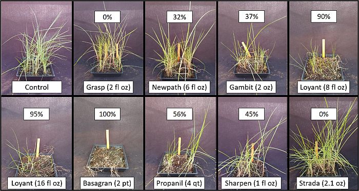 Figure 7. Greenhouse postemergence herbicide trial conducted in 2020 on white margin sedge. Percent control values presented on each picture panel are the average of three replicates. White margin sedge was six inches in height when sprayed