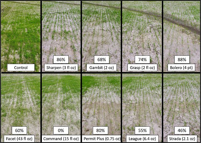 Figure 6. On-farm preemergence herbicide trial conducted in 2020 on white margin sedge near Light, AR. Percent control values presented on each picture panel are the average of four replicates.