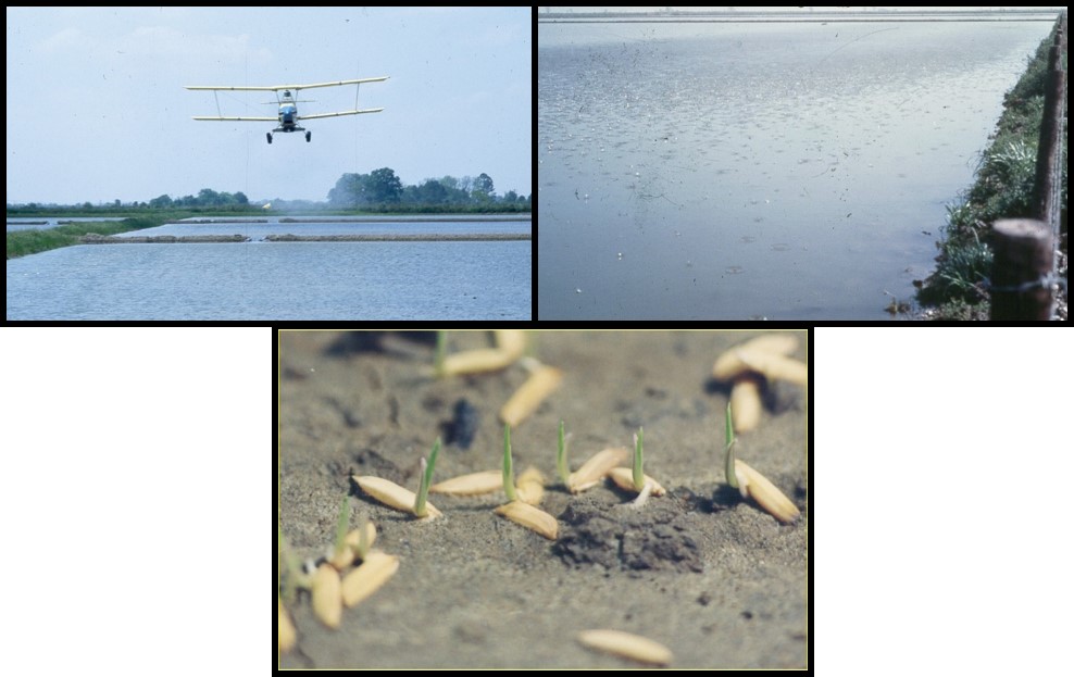 Water-seeding rice, top pictures show airplane dropping rice seed, bottom picture shows germinating rice seed.