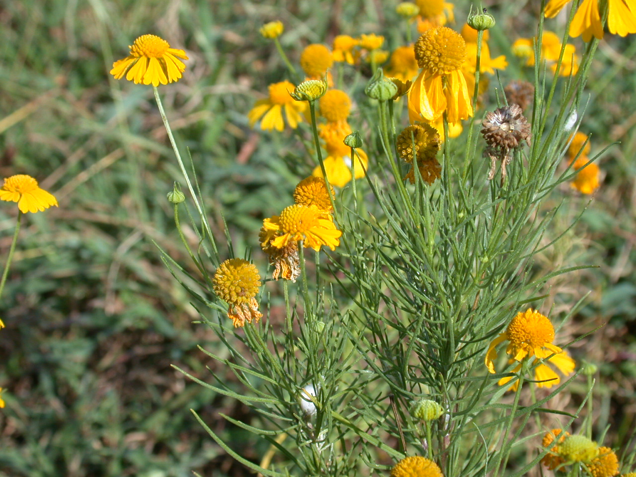 Bitter sneezeweed plant.