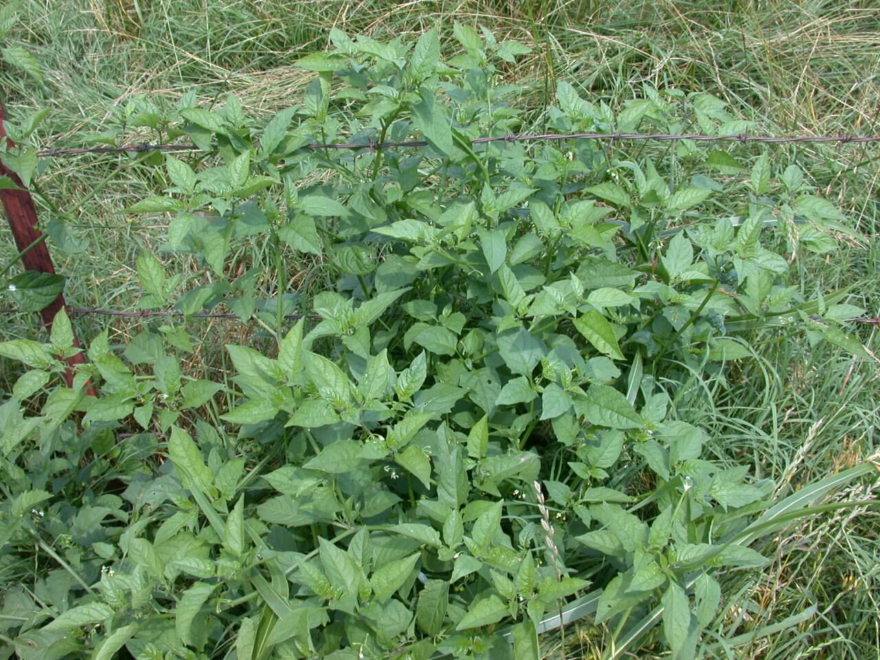 Annual Ryegrass Black NIghtshade Plant