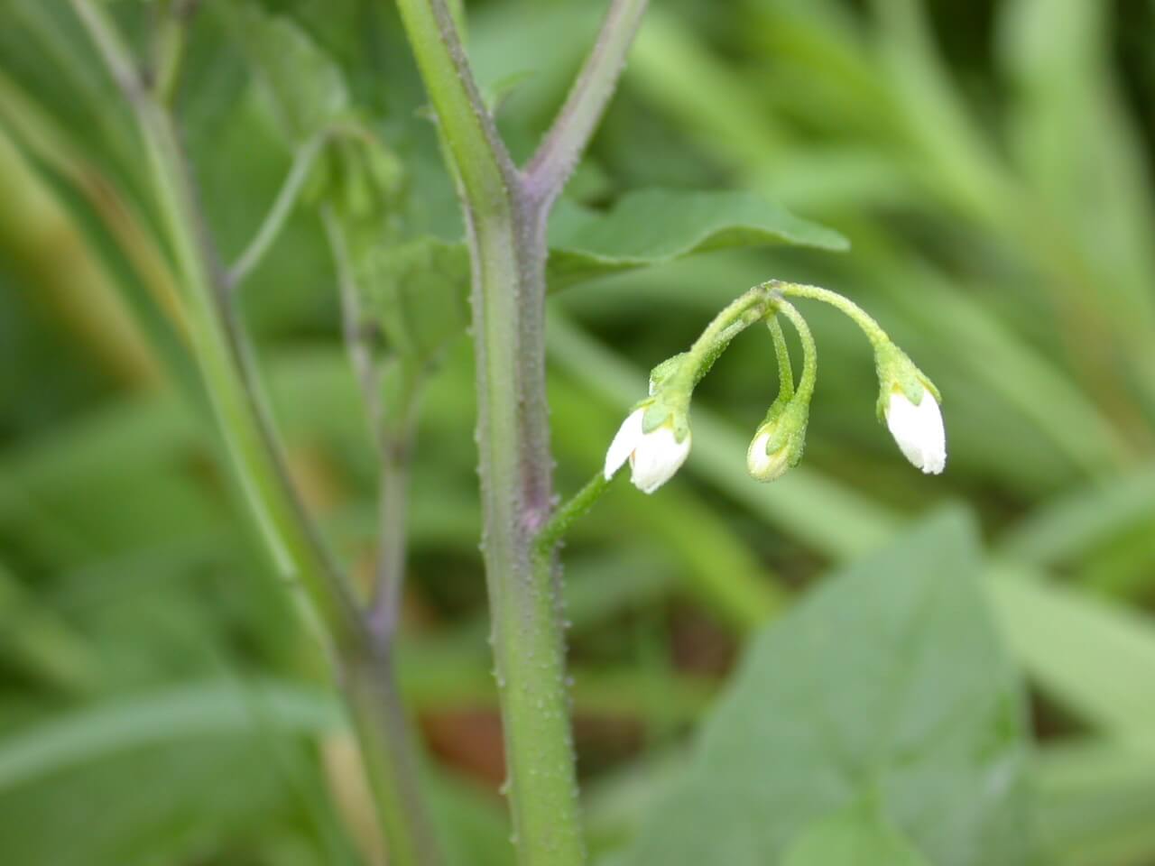 Black nightshade blooms are small and white. Black nightshade blooms are small and white.