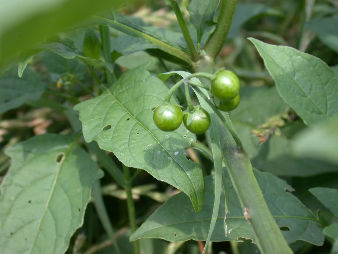 Black nightshade fruit. Black nightshade fruit.