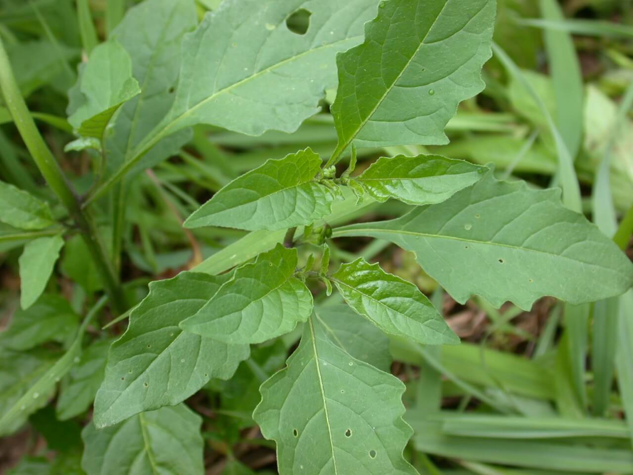 Black nightshade leaf. Black nightshade leaf.