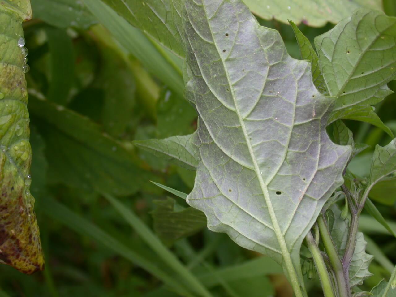 Blacknight shade underside of leaf. Blacknight shade underside of leaf.