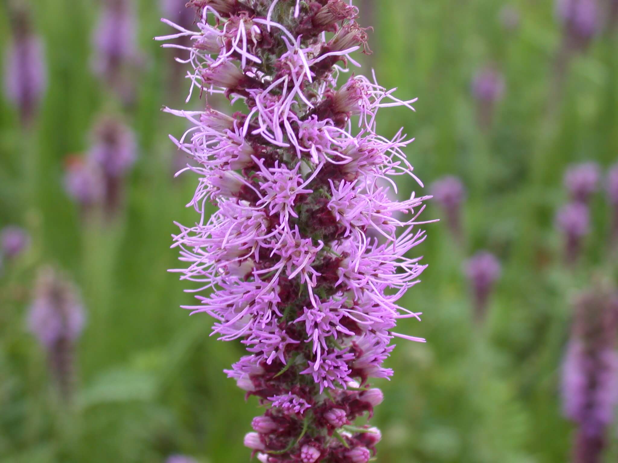 Light purple flowers bloom of of blazing star.