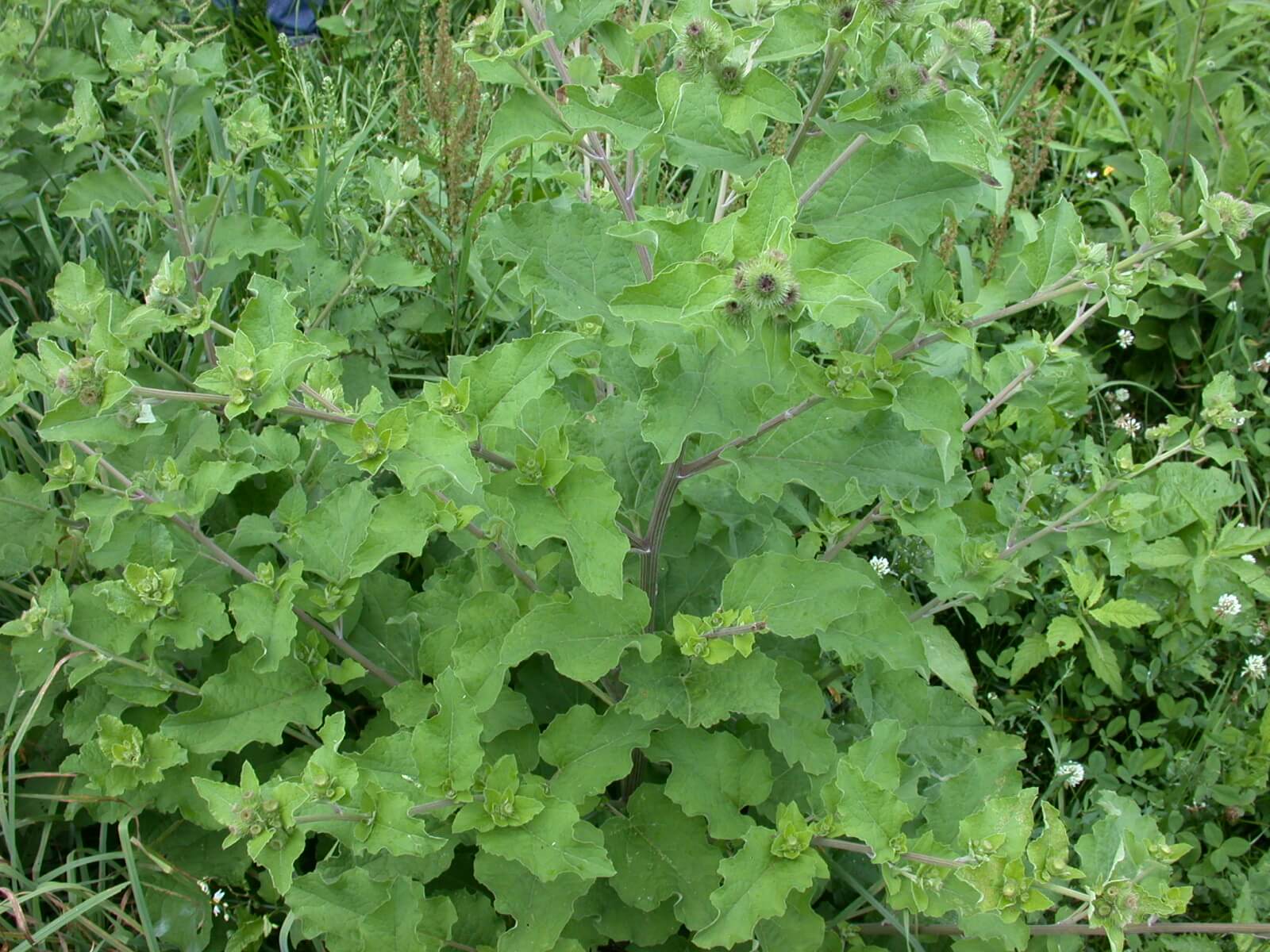 Burdock Plant