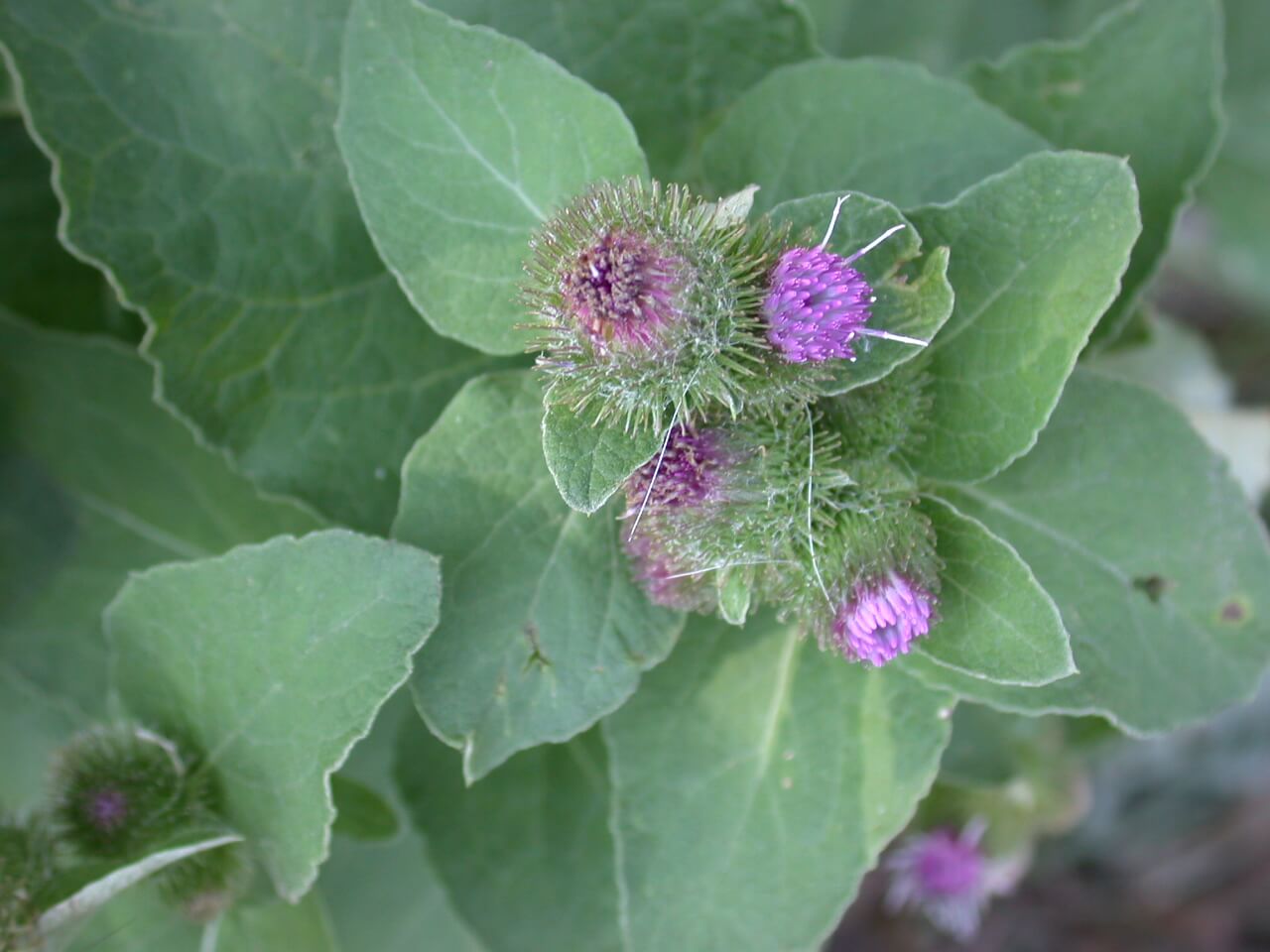 Light to dark purple flowers bloom from the bur dock.