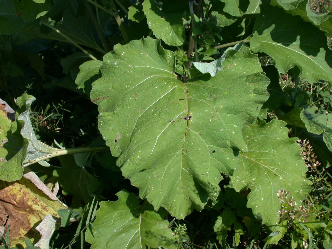 Bur Dock Leaf