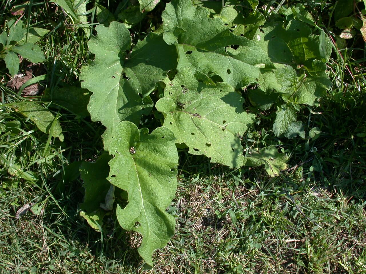 Bur Dock Leaf