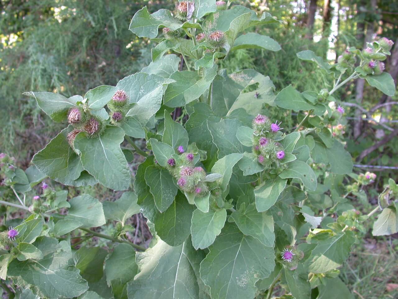 Light to dark purple flowers bloom from the bur dock.