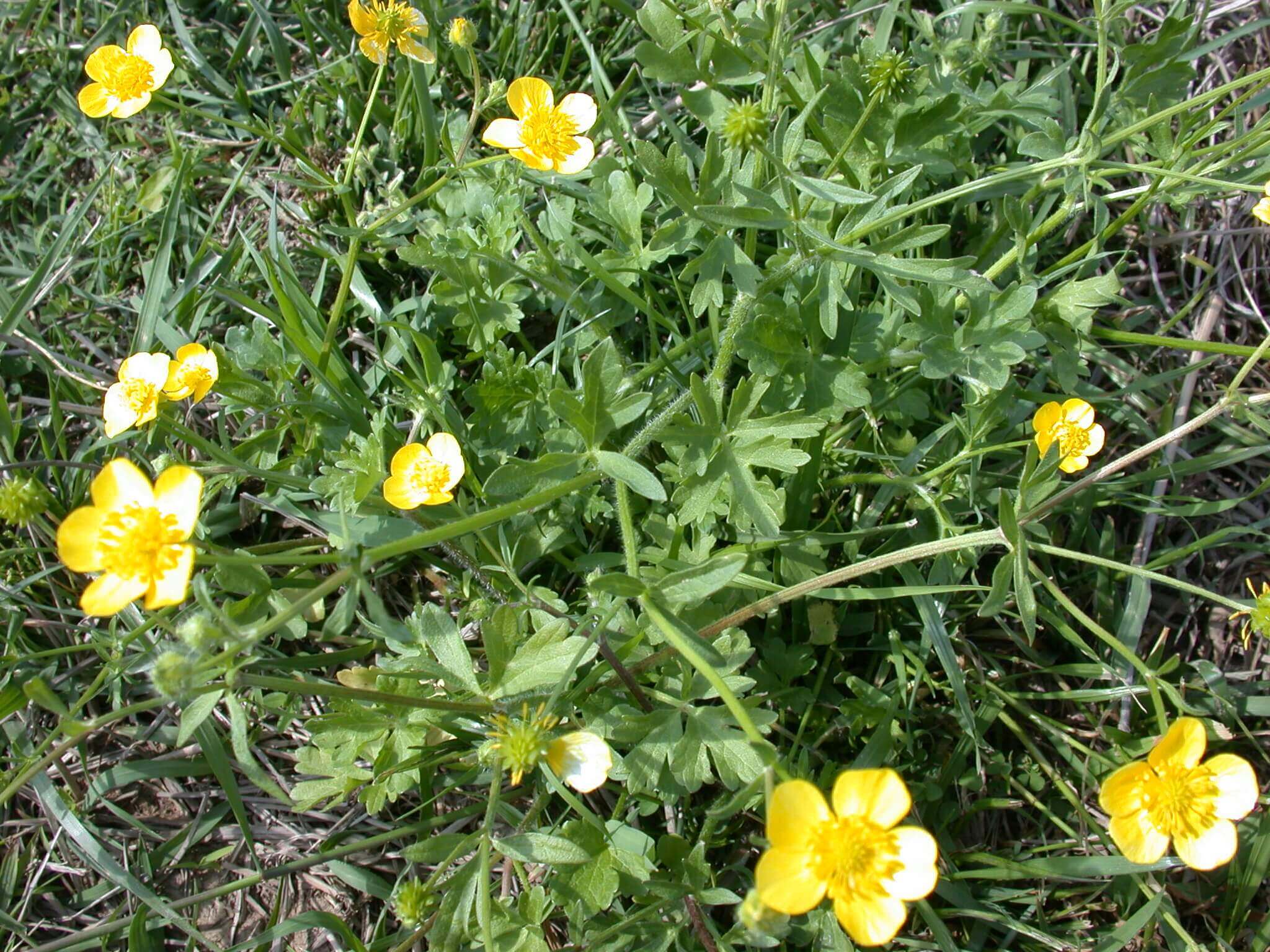 Buttercup Plant