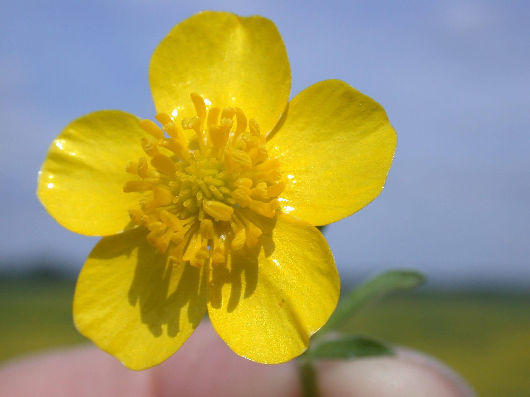 The buttercup is a small, dainty, yellow flower; it appears to be glossy.