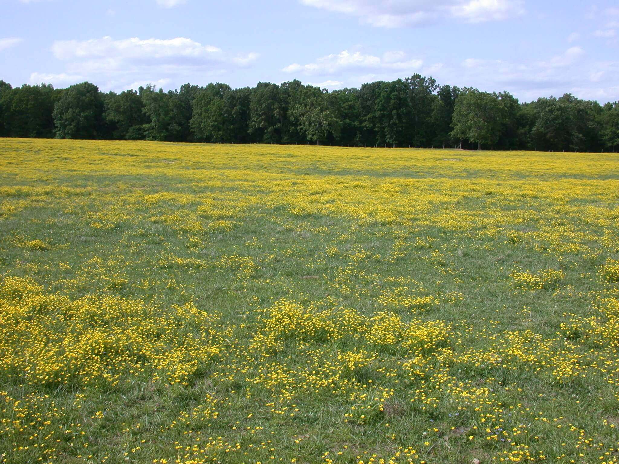 This field is covered in buttercup; it grows in big patches of yellow flowers.