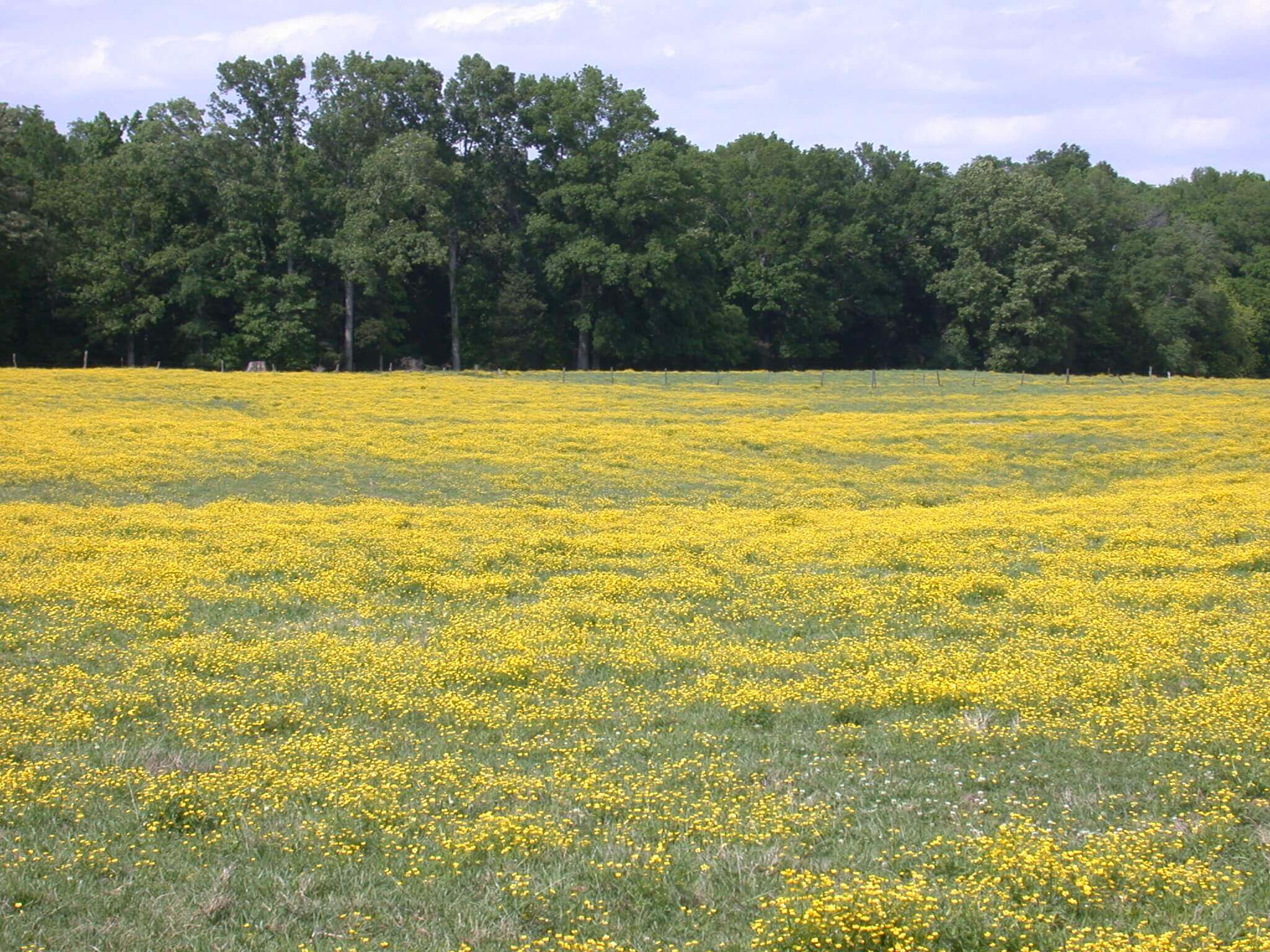 The buttercup is a small, dainty, yellow flower; it appears to be glossy.