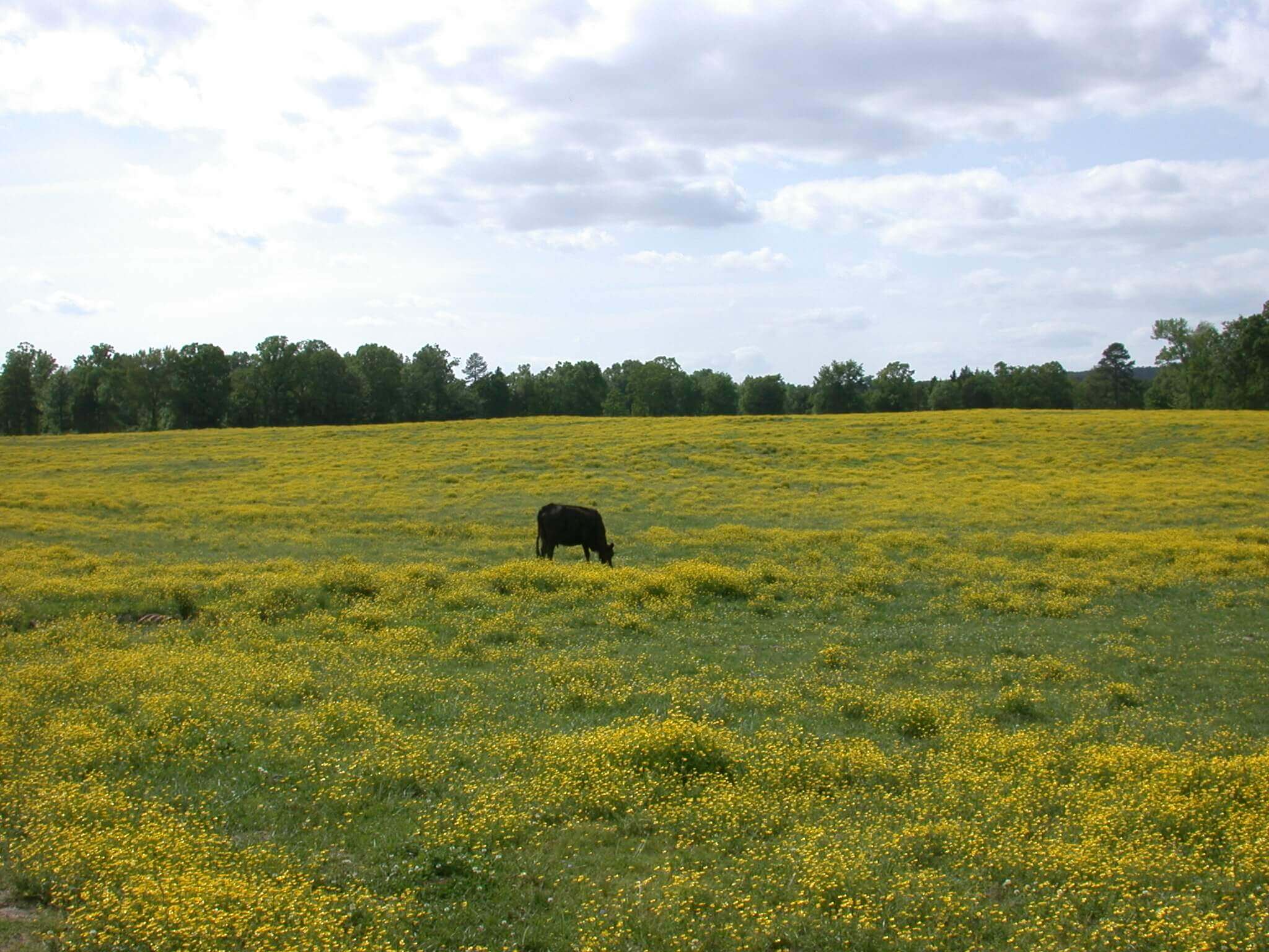 This field is covered in buttercup; it grows in big patches of yellow flowers.