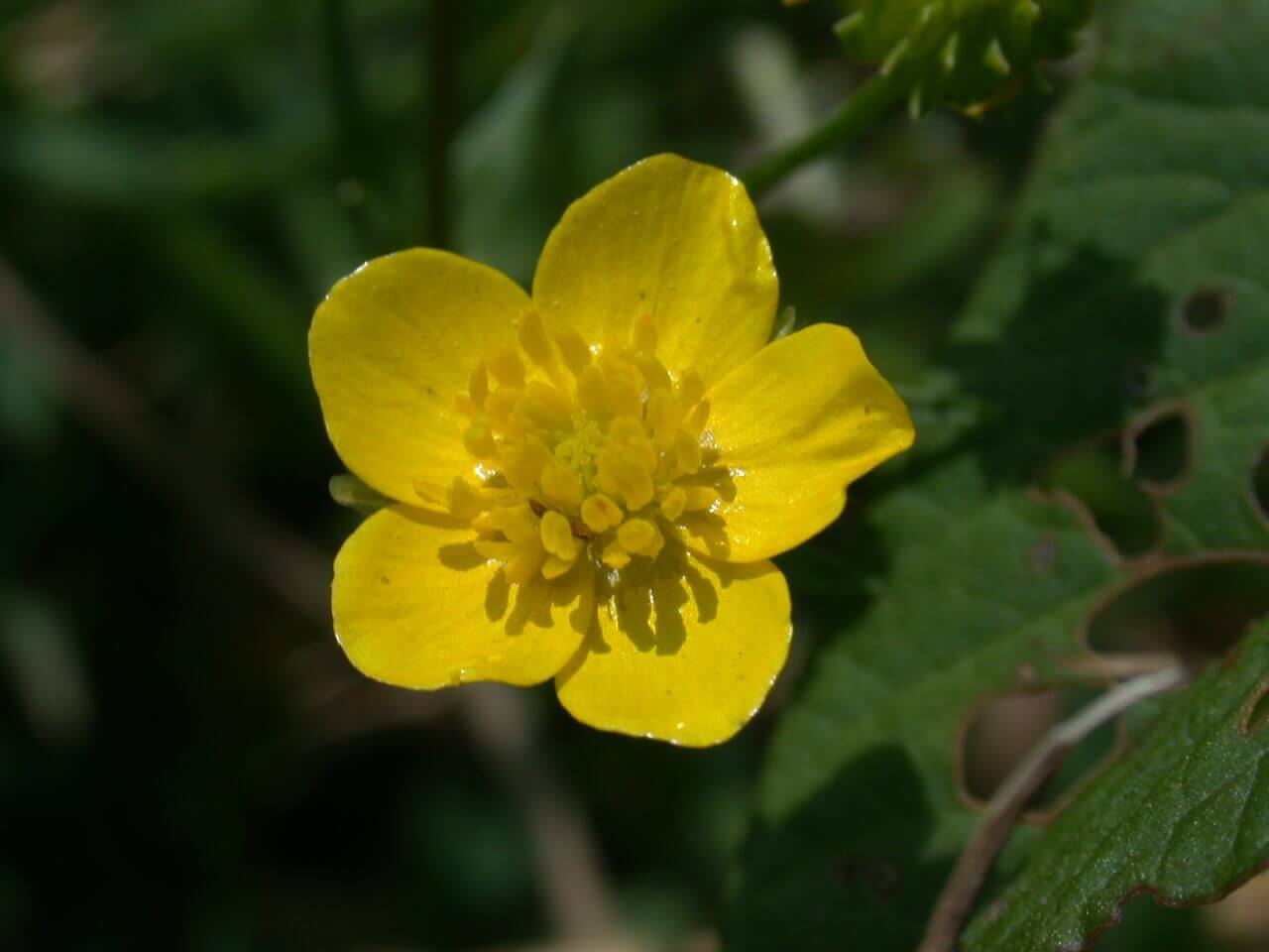 The buttercup is a small, dainty, yellow flower; it appears to be glossy.