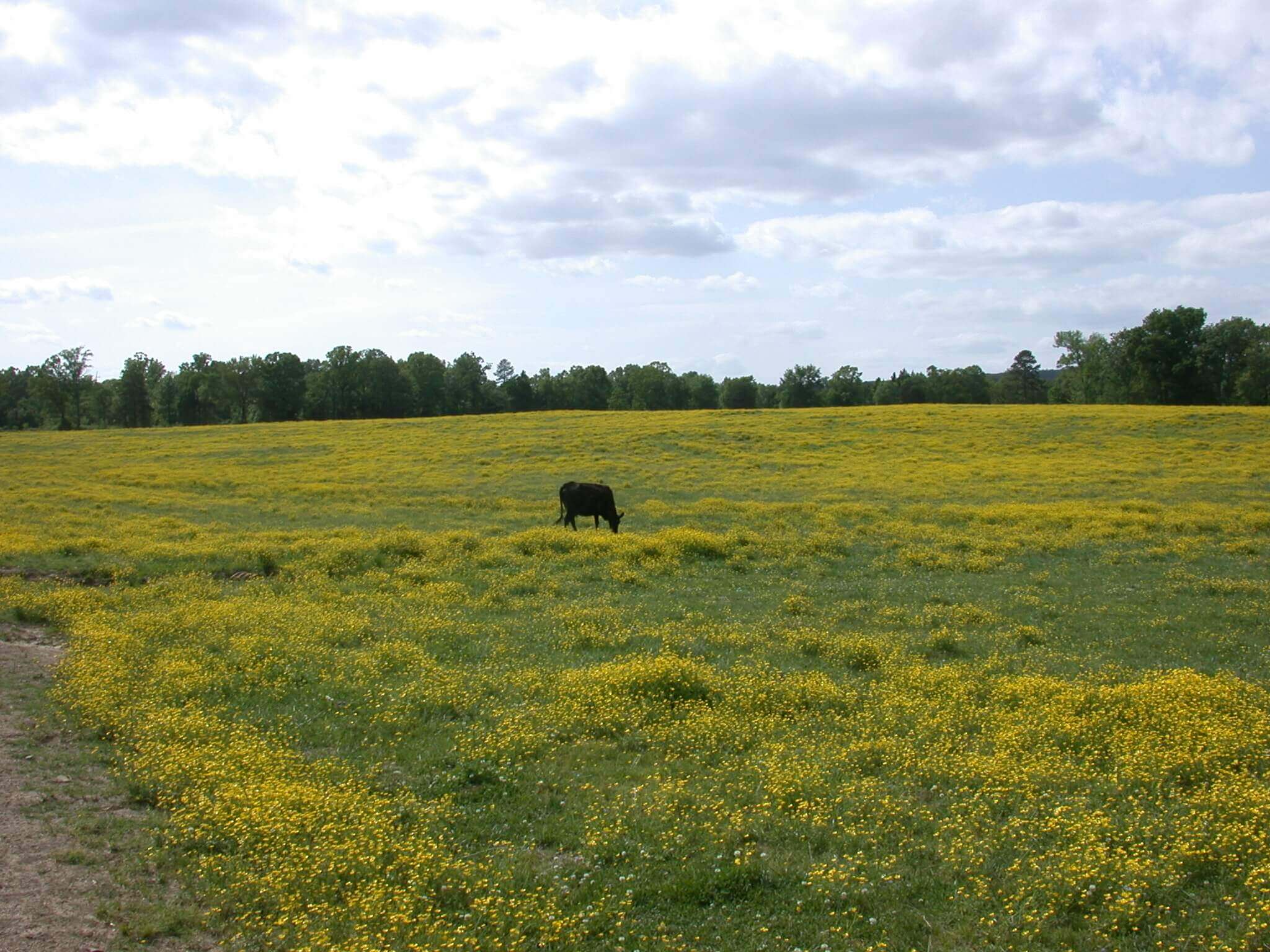 This field is covered in buttercup; it grows in big patches of yellow flowers.