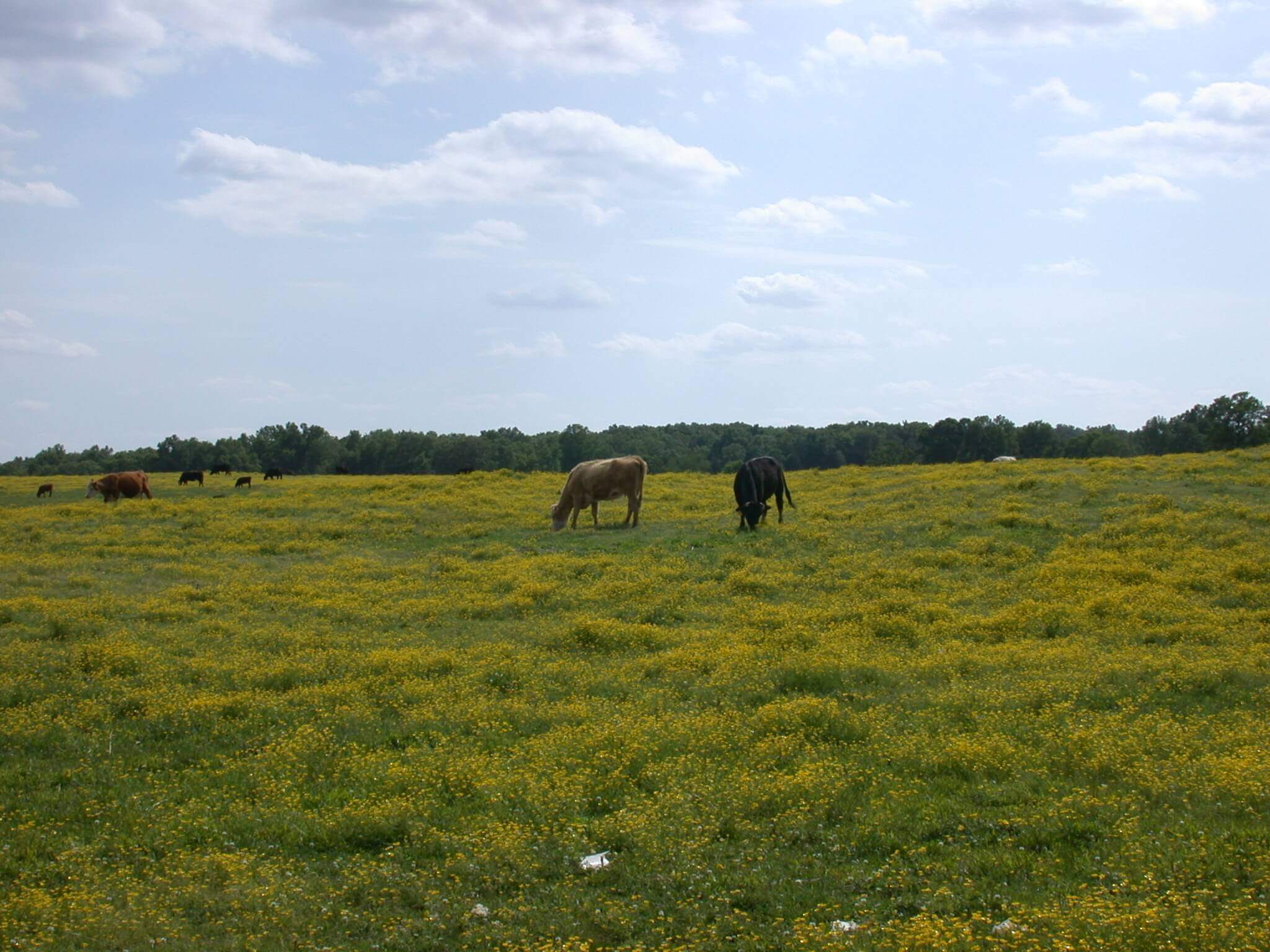 This field is covered in buttercup; it grows in big patches of yellow flowers.