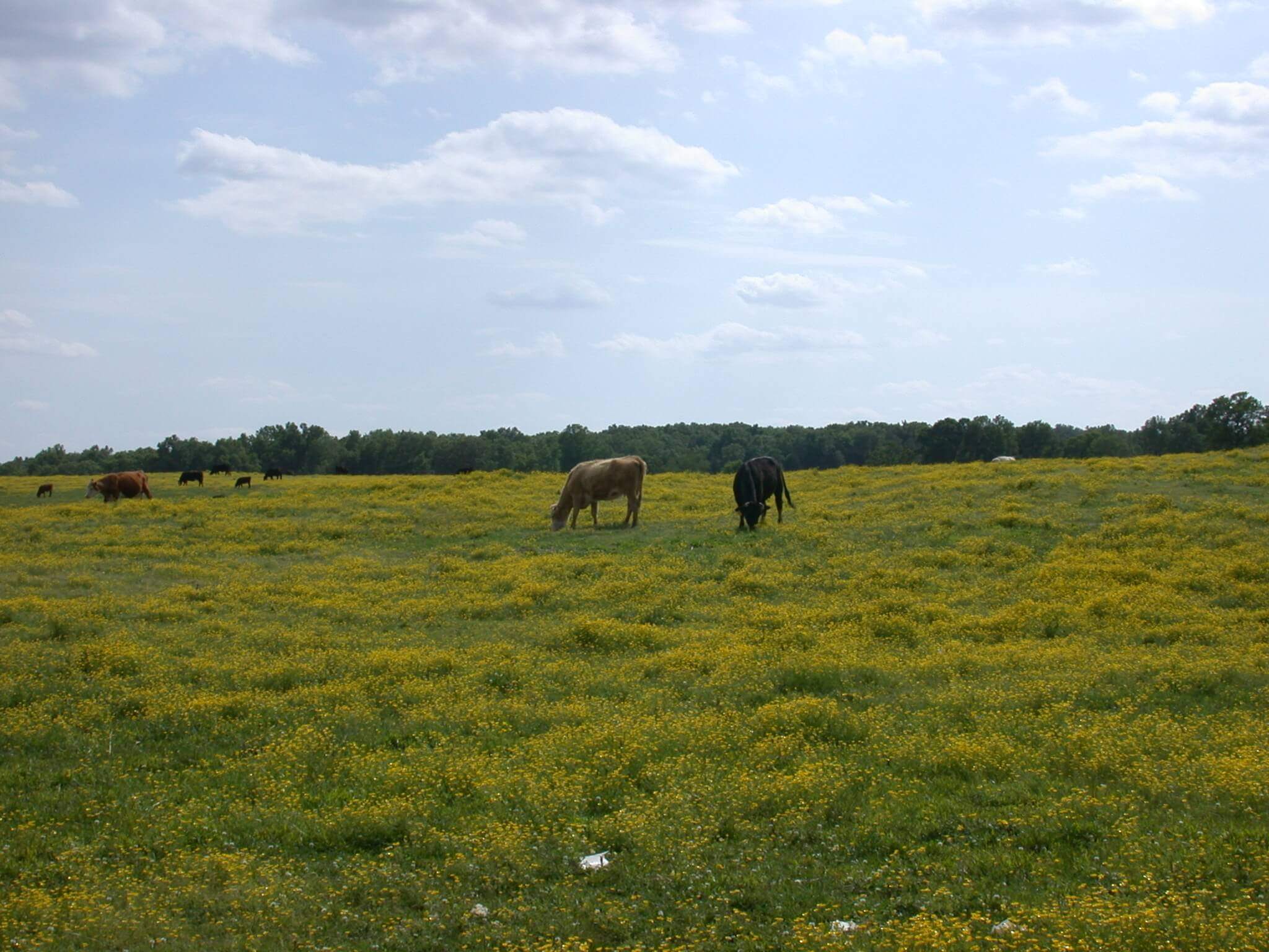 This field is covered in buttercup; it grows in big patches of yellow flowers.