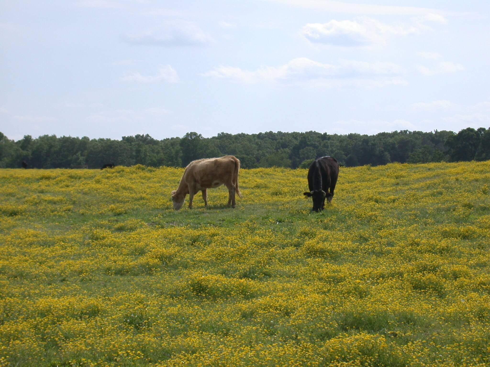 This field is covered in buttercup; it grows in big patches of yellow flowers.
