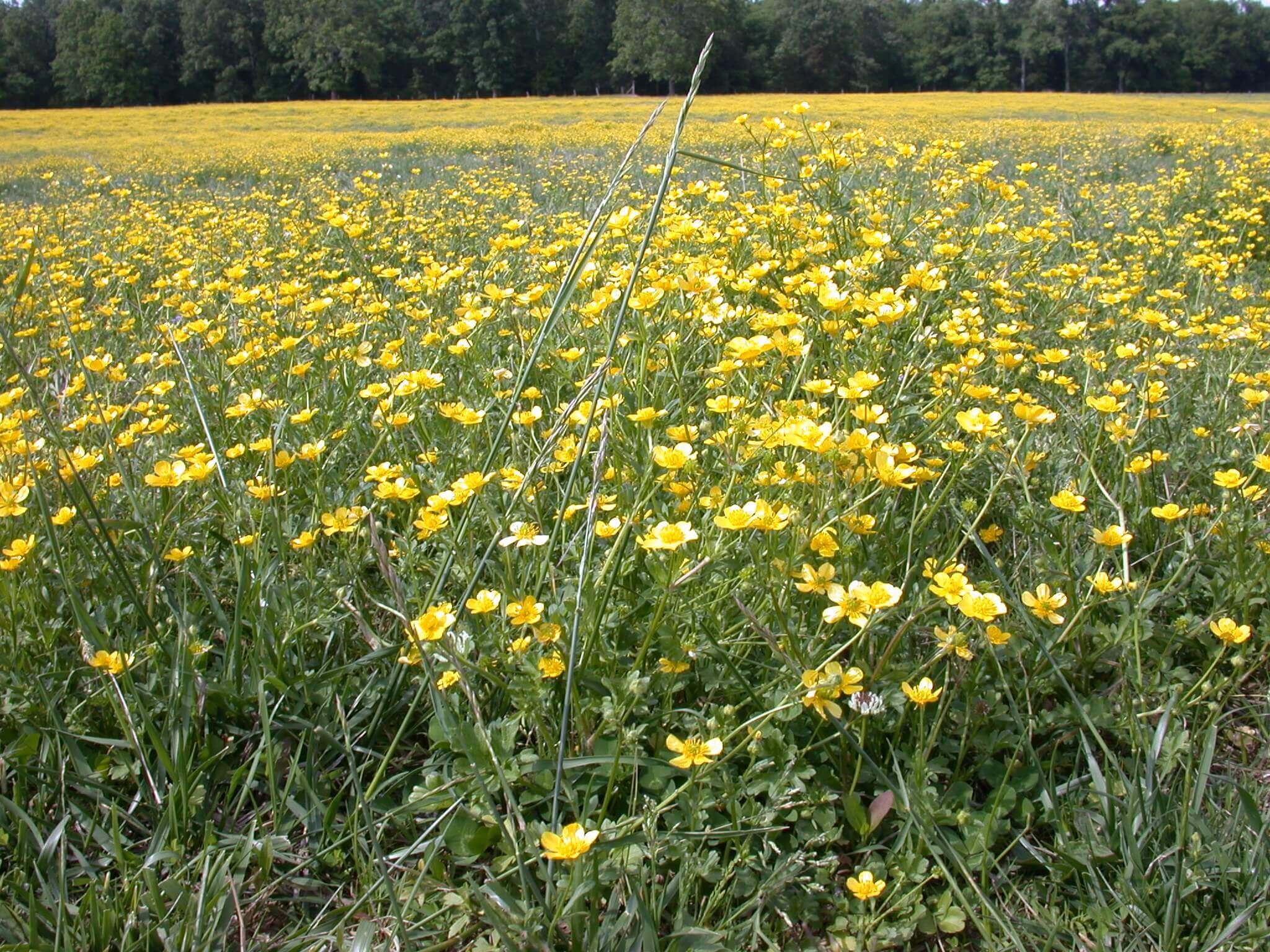 This field is covered in buttercup; it grows in big patches of yellow flowers.