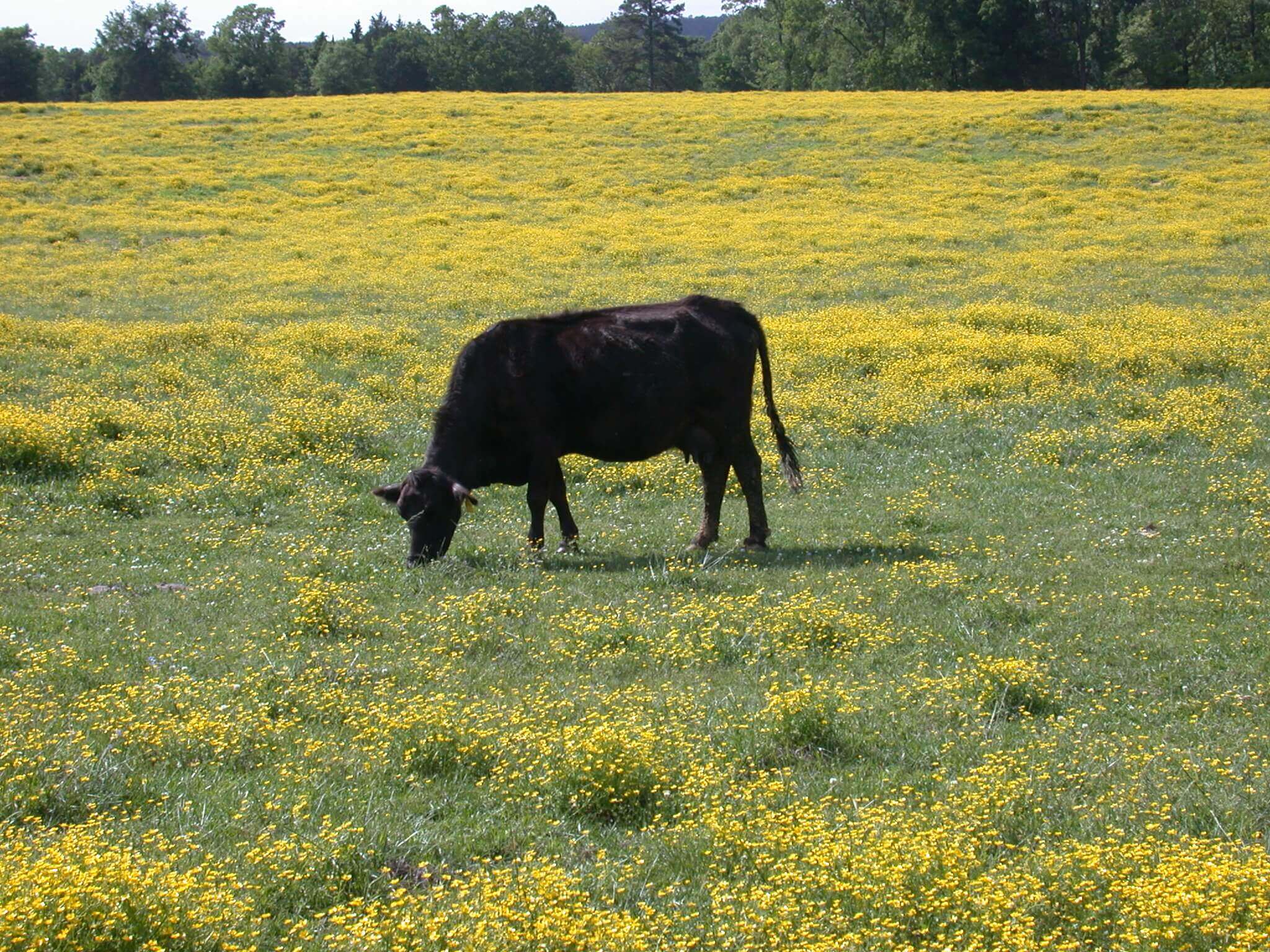 this field is covered in buttercup; it grows in big patches of yellow flowers