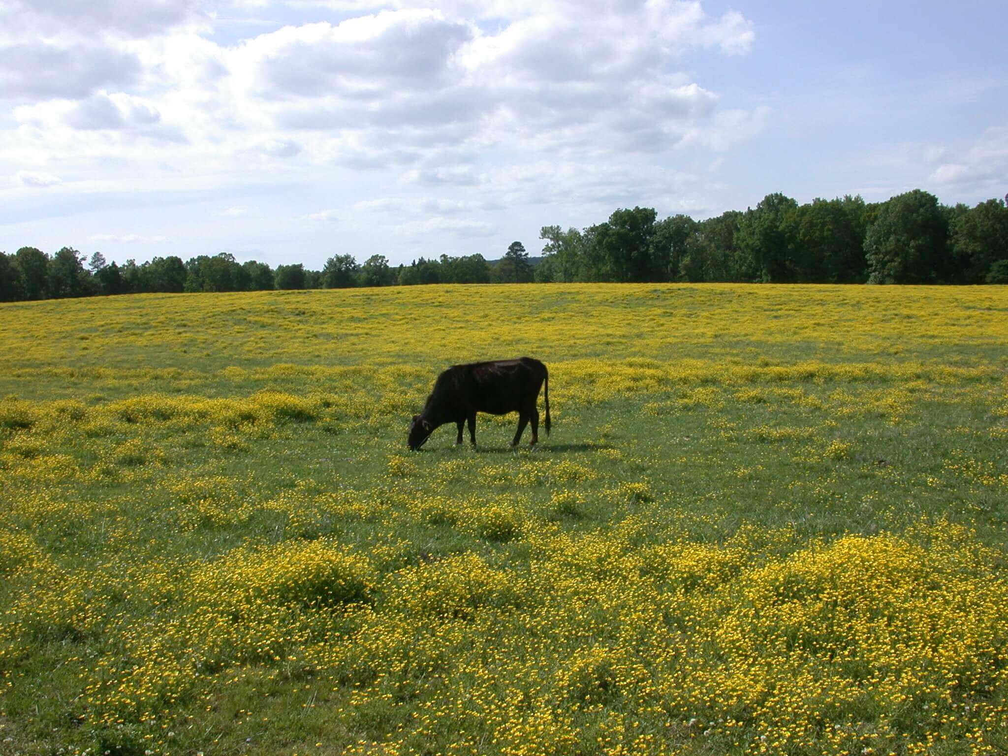 this field is covered in buttercup; it grows in big patches of yellow flowers