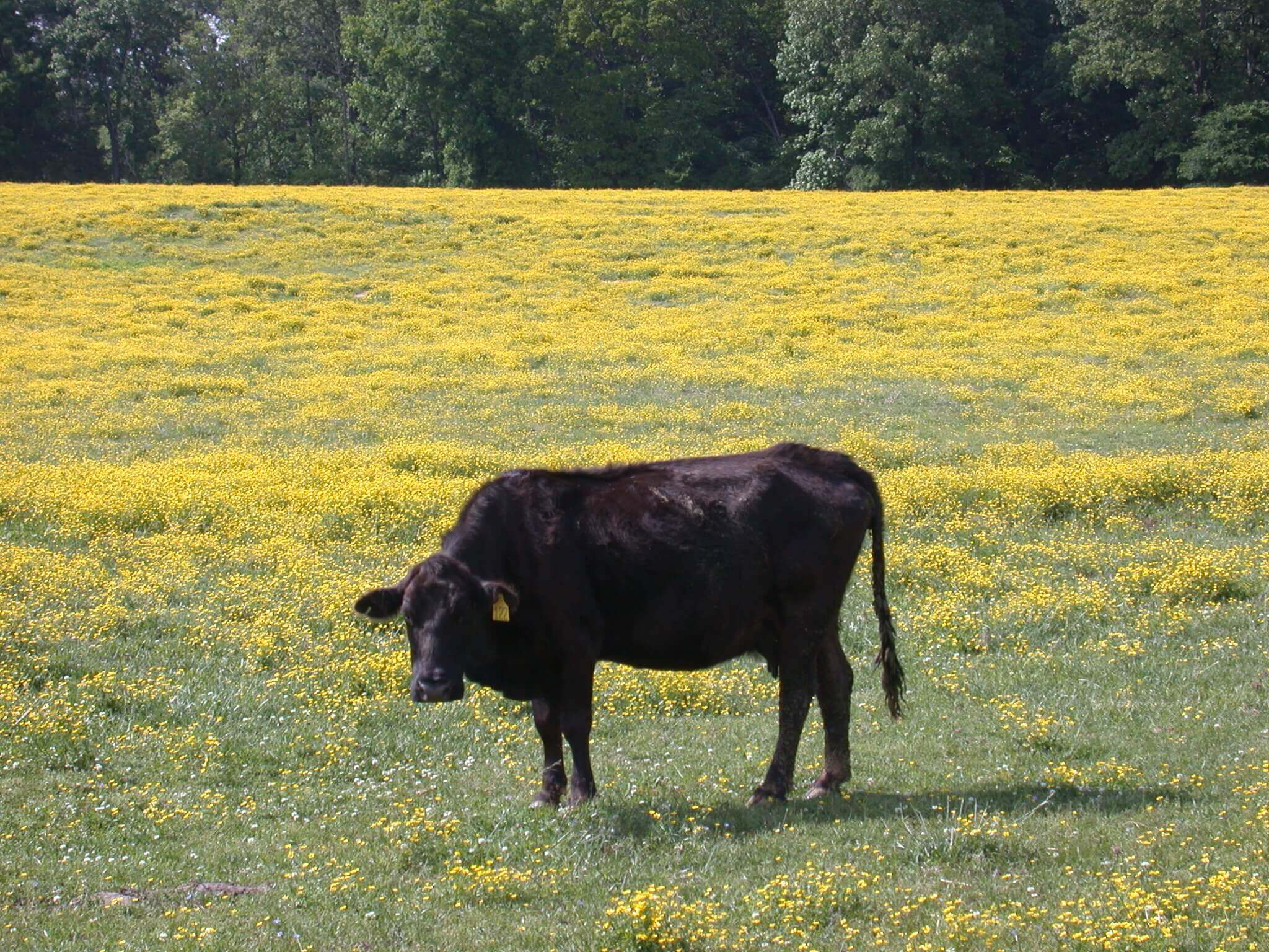 this field is covered in buttercup; it grows in big patches of yellow flowers