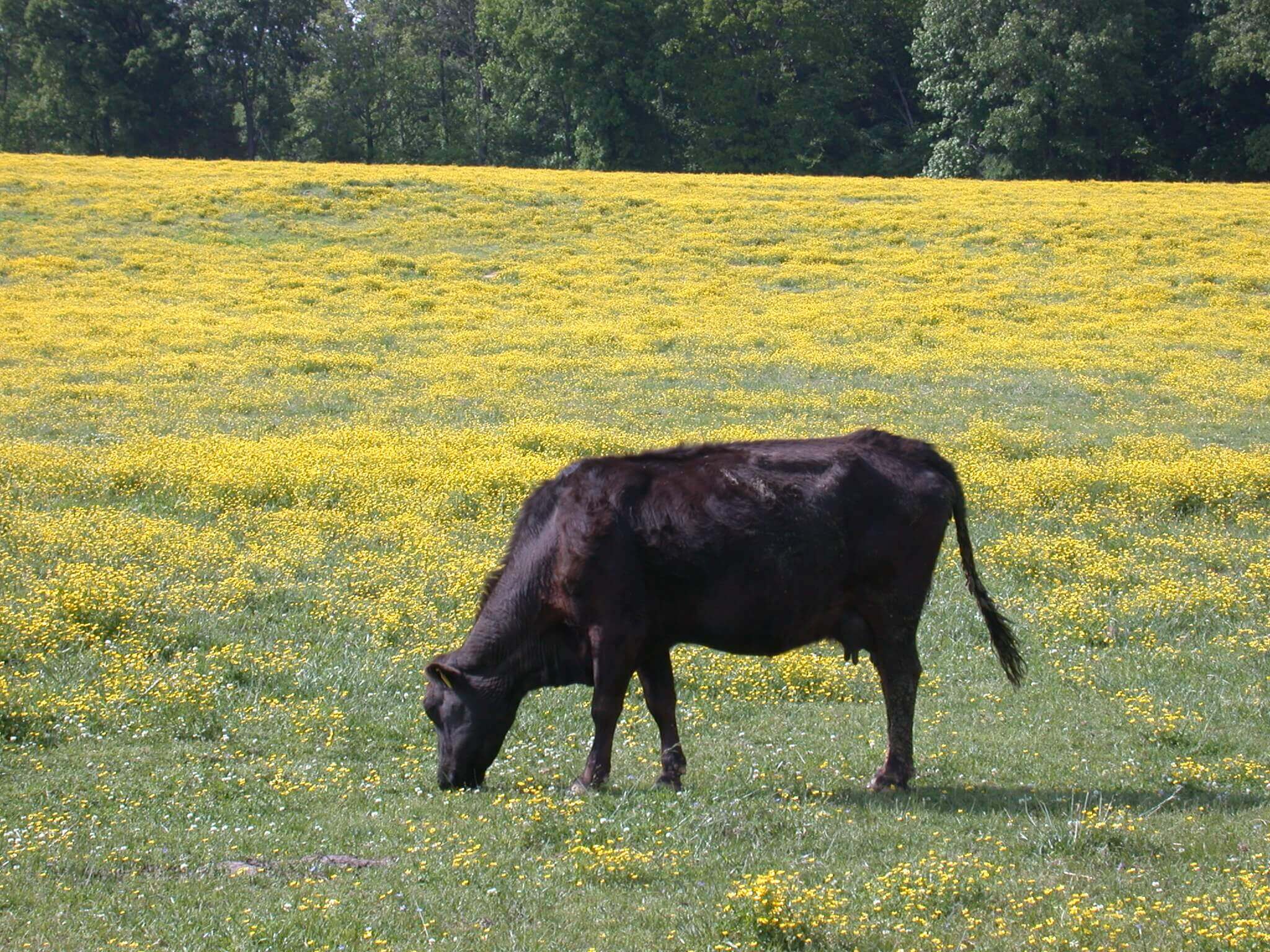 this field is covered in buttercup; it grows in big patches of yellow flowers