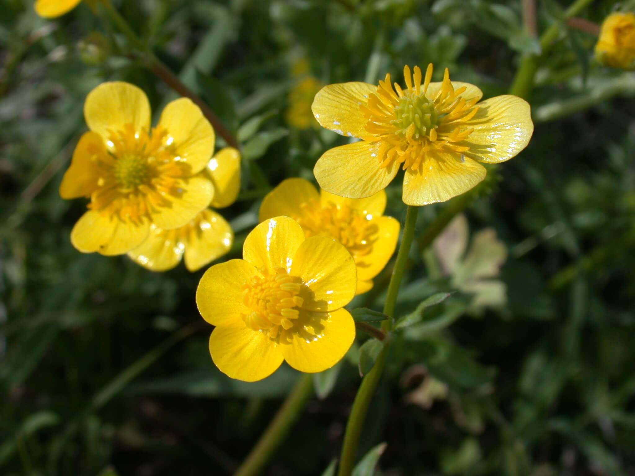 The buttercup is a small, dainty, yellow flower; it appears to be glossy.