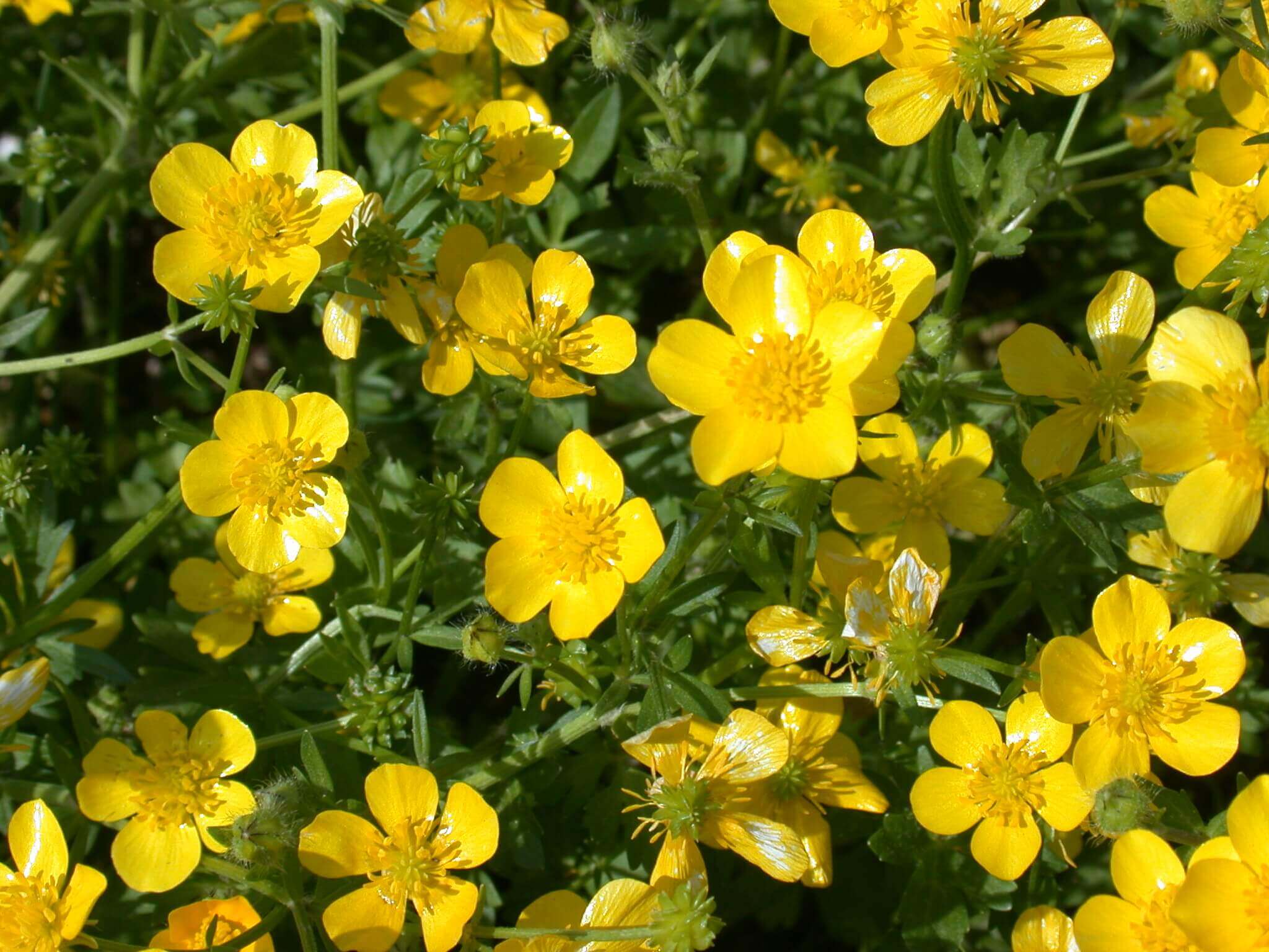 The buttercup is a small, dainty, yellow flower; it appears to be glossy.