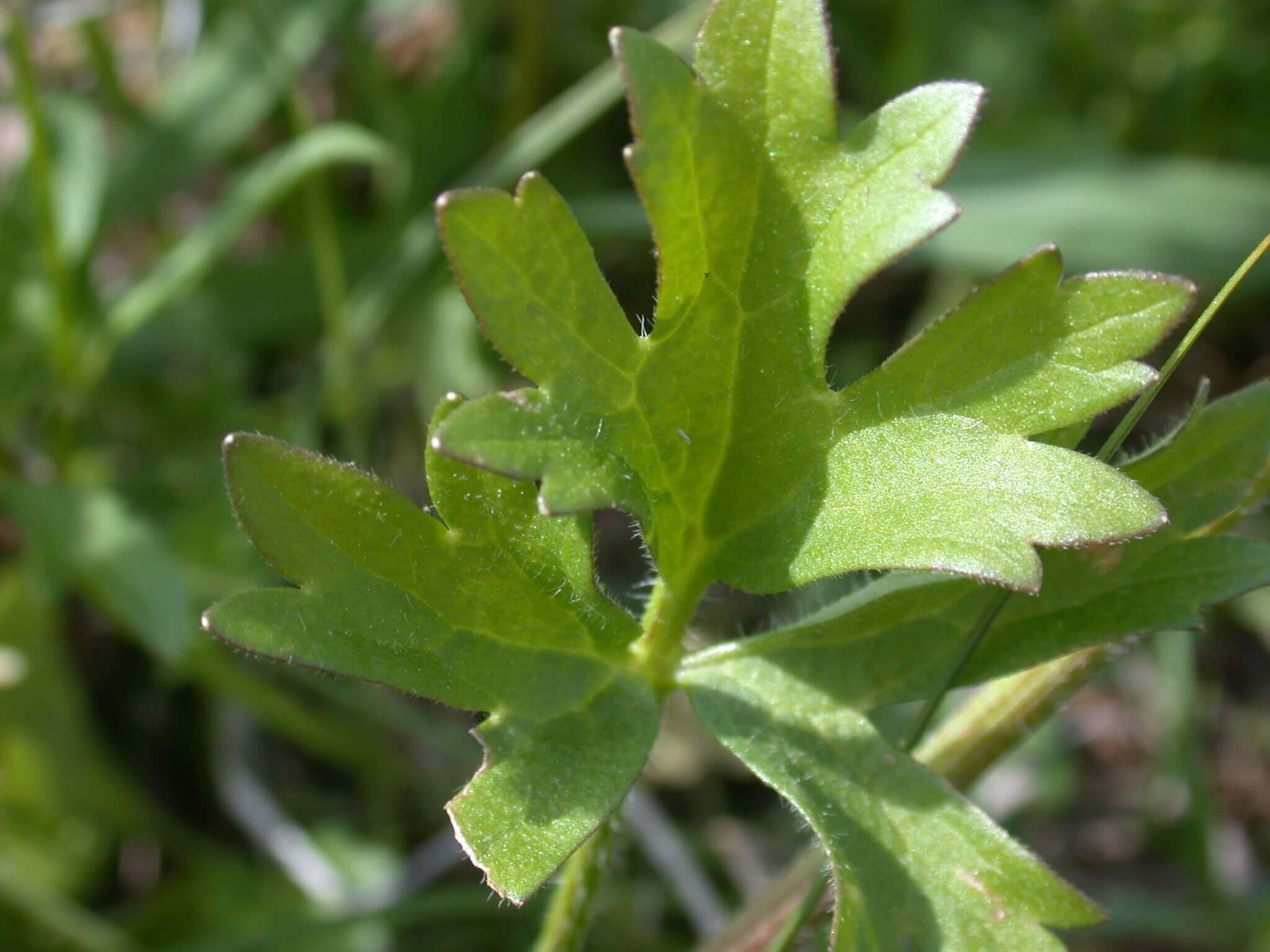 The buttercup leaf is fuzzy in texture due to the small hairs growing on it.