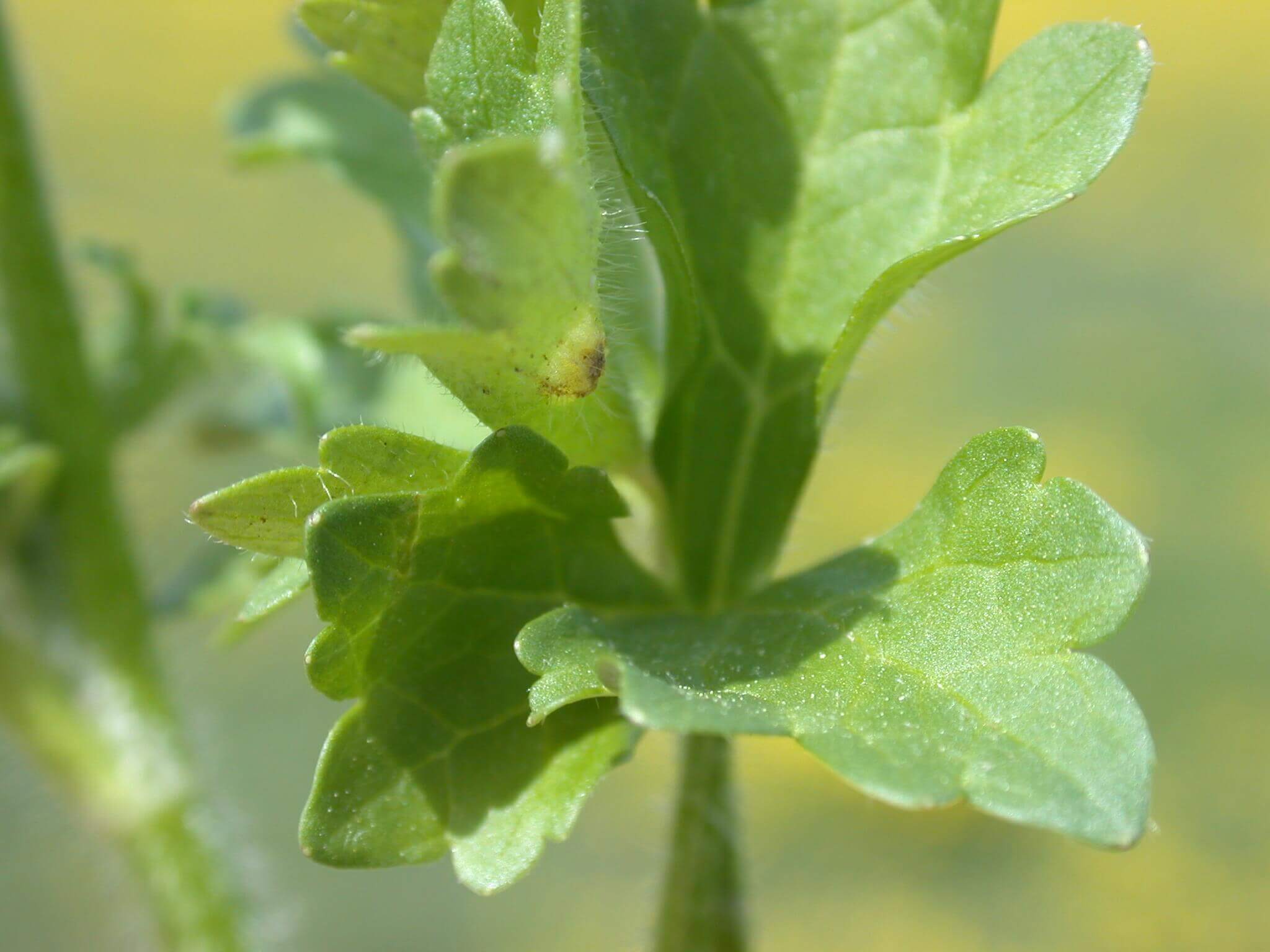 The buttercup leaf is fuzzy in texture due to the small hairs growing on it.