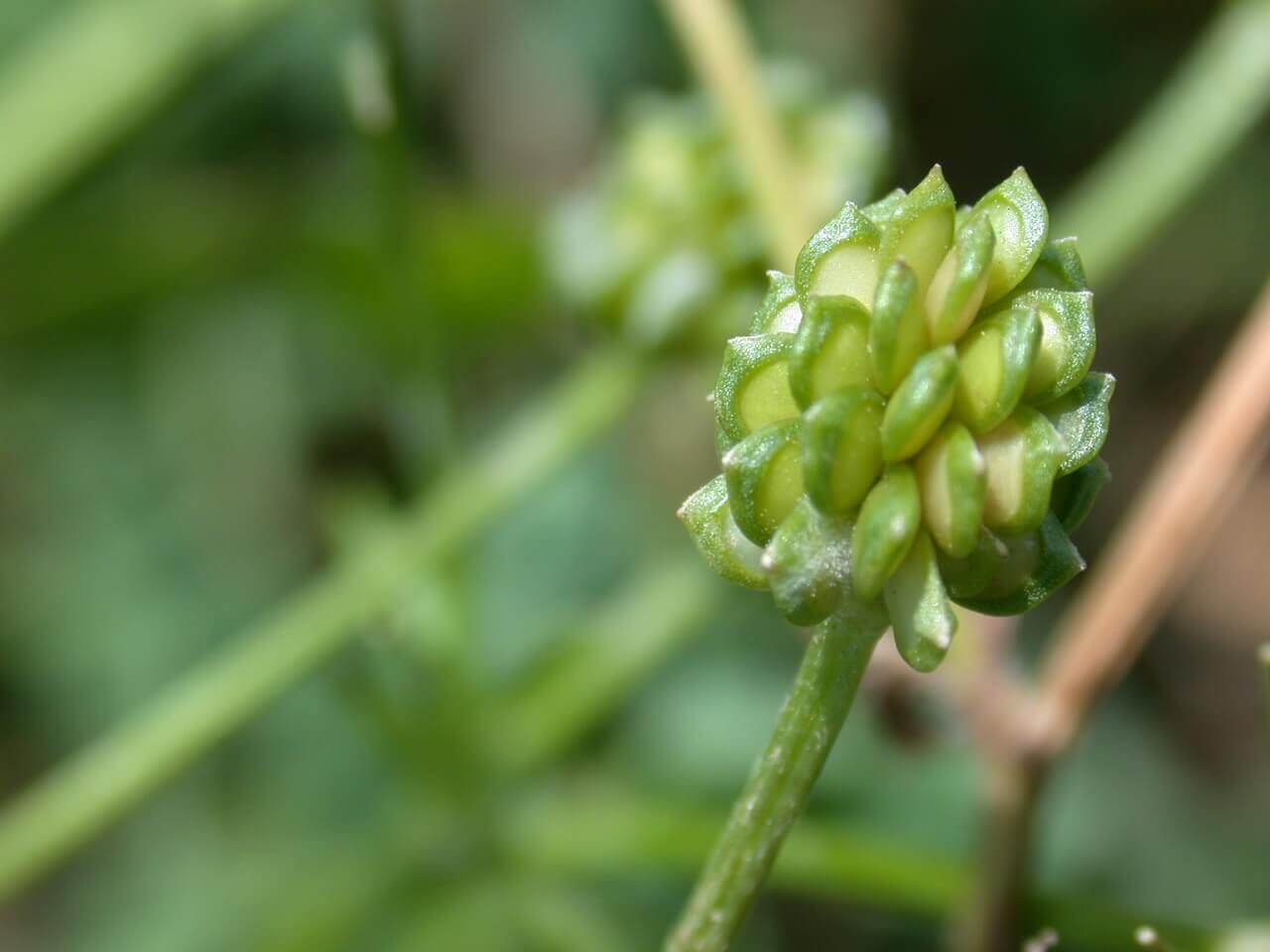 Buttercup Seedhead