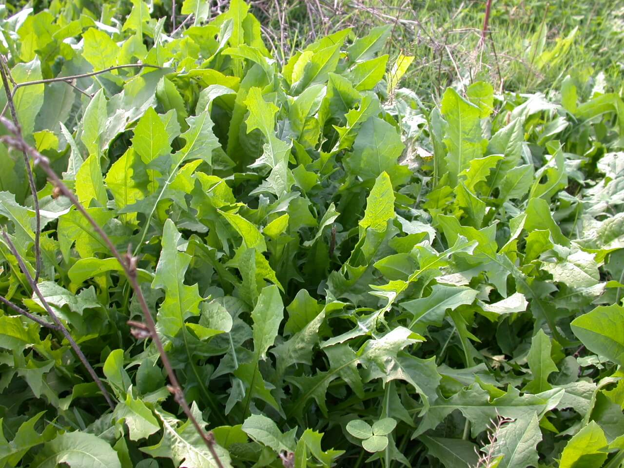 Chickory Plant